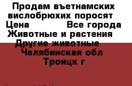 Продам въетнамских вислобрюхих поросят › Цена ­ 2 500 - Все города Животные и растения » Другие животные   . Челябинская обл.,Троицк г.